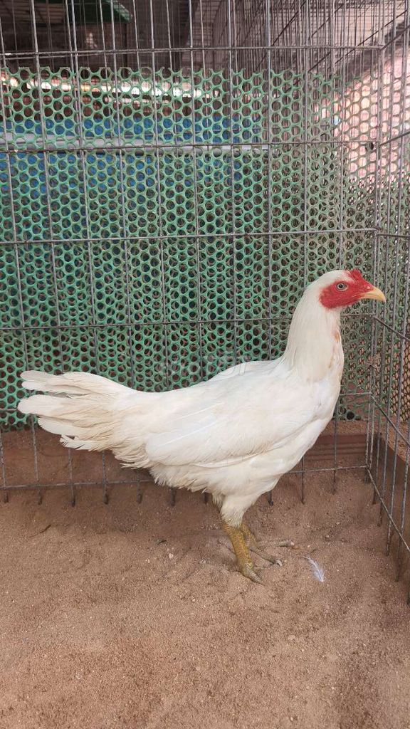Gà mái Úa 2kg Tơ zin. Mua bán Gà tại Huyện Hóc Môn Tp Hồ Chí Minh được đăng bởi Trần Hạo Nam hình 1