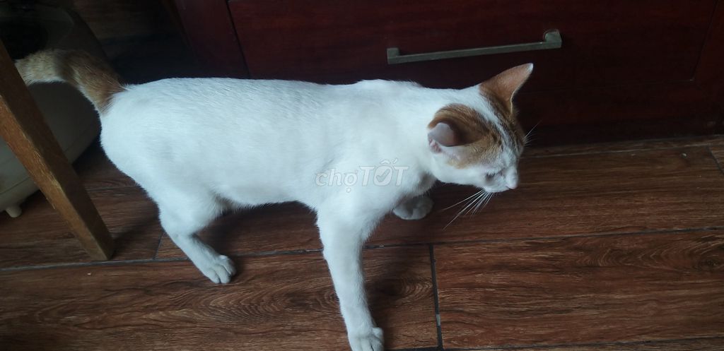 Mèo ta Trắng tai vàng Khỏe mạnh. Mua bán Mèo tại Quận 12 Tp Hồ Chí Minh được đăng bởi kiệt Đoàn hình 1