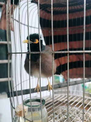 Chim sáo già sung đá người. Mua bán Chim tại Huyện Vũng Liêm Vĩnh Long được đăng bởi Nguyên Hoàng