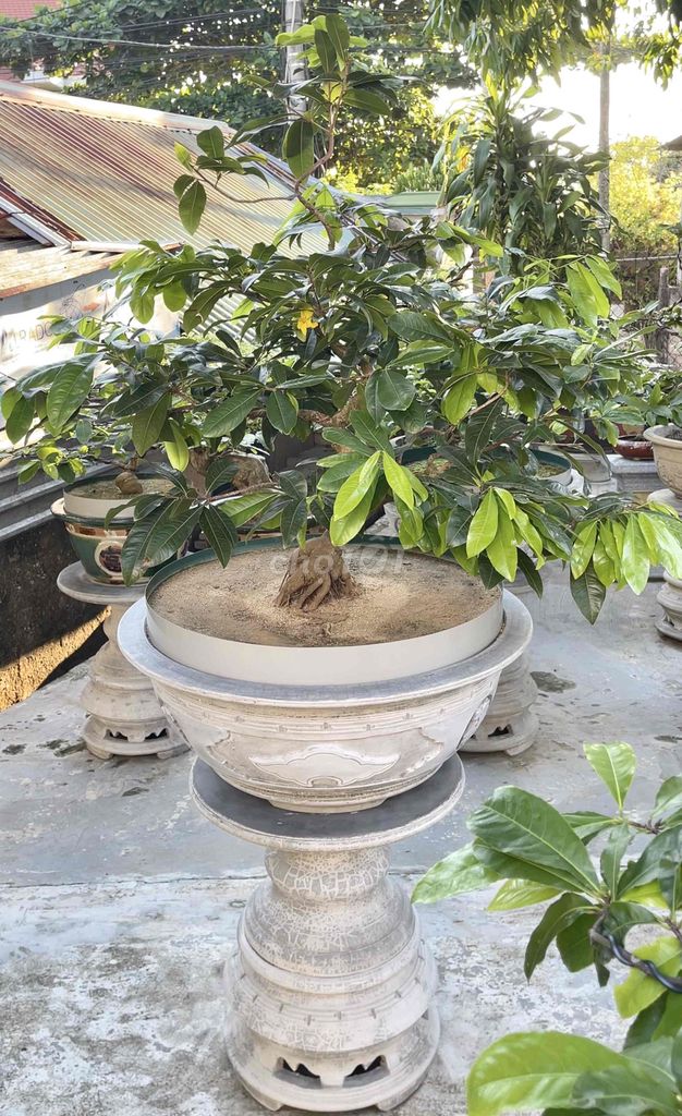 Mai Hoàng Mai Huế 70cm Vàng. Mua bán Cây cảnh, đồ trang trí tại Thành phố Huế Thừa Thiên Huế được đăng bởi Hoàng Kin hình 1