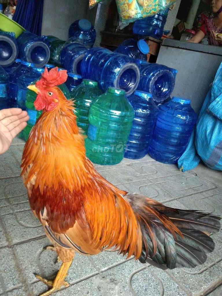 Gà chọi Khét đực 3.2kg. Mua bán Gà tại Quận Bình Tân Tp Hồ Chí Minh được đăng bởi tuan anh hình 1