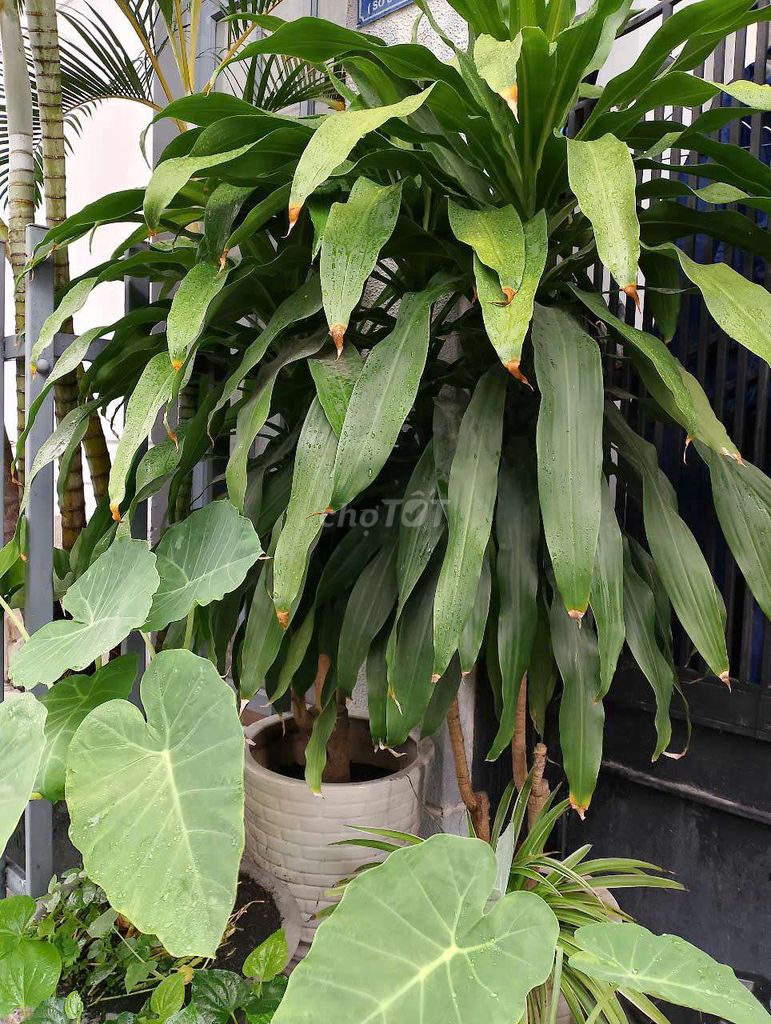 Cây phát tài gốc mười mấy năm 300k. Mua bán Cây cảnh, đồ trang trí tại Quận Tân Phú Tp Hồ Chí Minh được đăng bởi anh hình 4