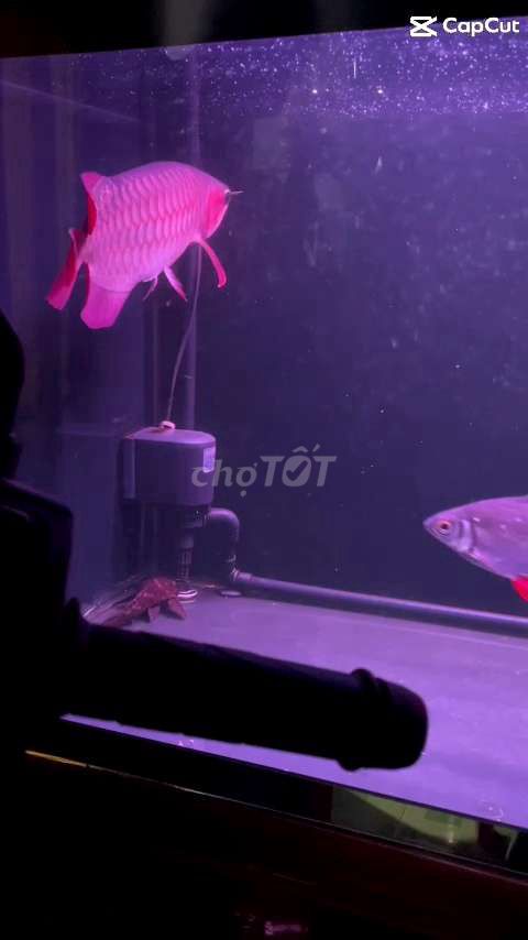 Huyết long. Mua bán Thú cưng khác tại Huyện Củ Chi Tp Hồ Chí Minh được đăng bởi Tên chưa cung cấp hình 1