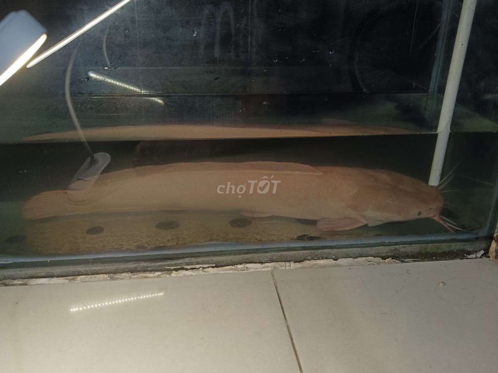Cá cảnh cá trê màu nâu nhạt. Mua bán Thú cưng khác tại Huyện Bình Chánh Tp Hồ Chí Minh được đăng bởi van hung hình 1