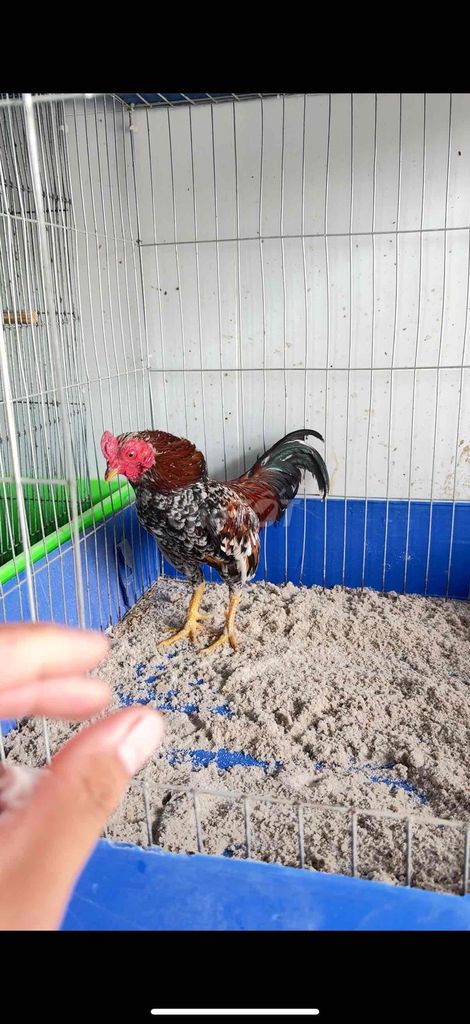 Gà tre bắc cộc. Mua bán Gà tại Huyện Hóc Môn Tp Hồ Chí Minh được đăng bởi Văn Bắc hình 1