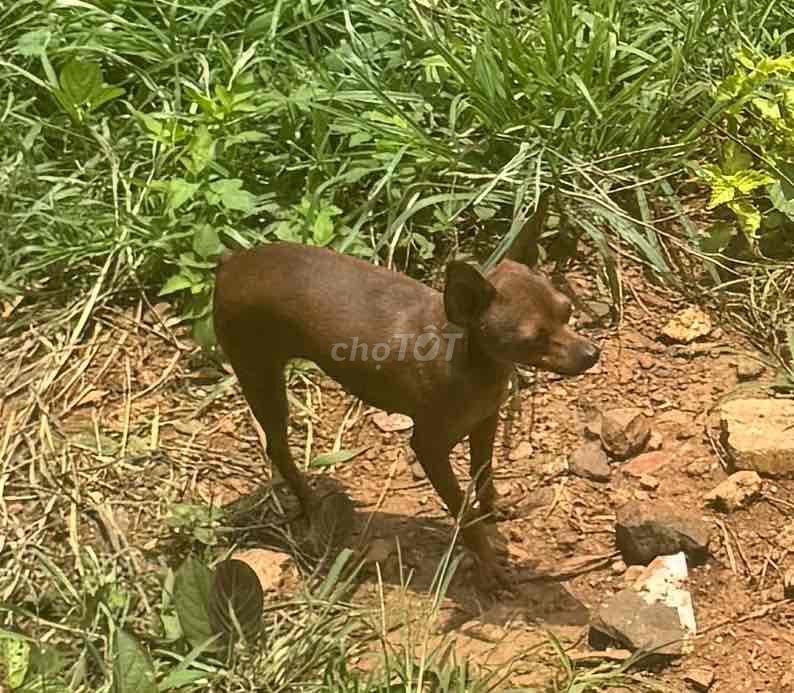 Chó Fox Hươu Mini Cái Nâu Trưởng thành. Mua bán Chó tại Thành phố Buôn Ma Thuột Đắk Lắk được đăng bởi vũ tiến nam hình 1