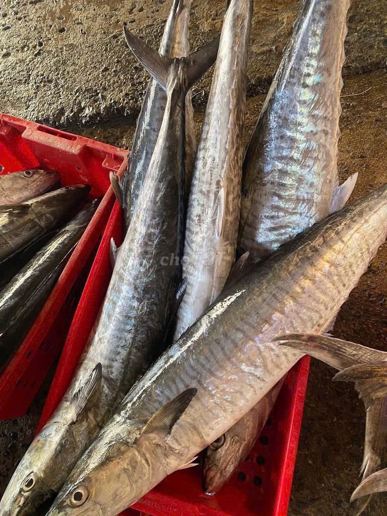 Set combo 2: Cá thu tươi, Chả mực, nước mắm. Mua bán Đồ ăn, thực phẩm và các loại khác tại Quận 10 Tp Hồ Chí Minh được đăng bởi Haseafood Market hình 1