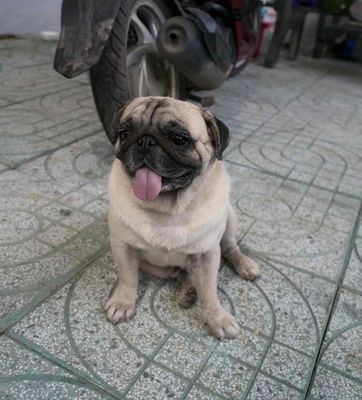 cần bán chú cho mặt xệ đang nuôi. Mua bán Chó tại Huyện Trảng Bom Đồng Nai được đăng bởi Tùng