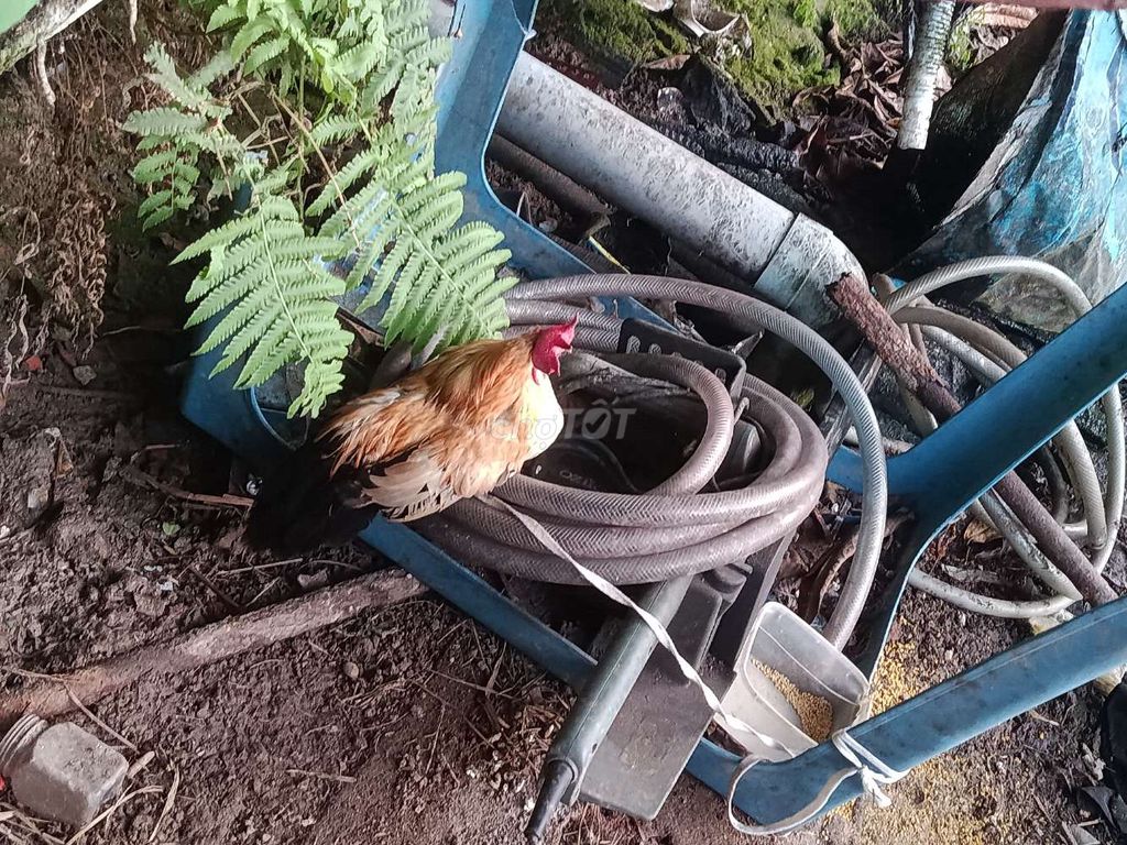 Gà cảnh nhiều màu. Mua bán Gà tại Quận 8 Tp Hồ Chí Minh được đăng bởi  Xuan cảnh hình 1