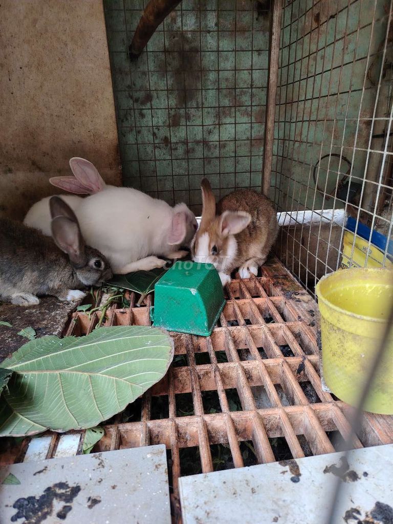 Bán thỏ con. Mua bán Thú cưng khác tại Thành phố Bà Rịa Bà Rịa - Vũng Tàu được đăng bởi Quyphu hình 1