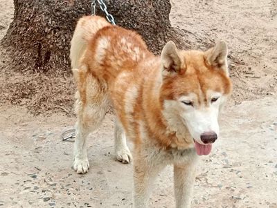 Chó Husky đực mới lớn