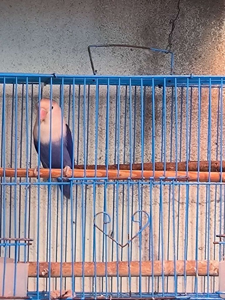 Chim Lovebird trống. Mua bán Chim tại Huyện Long Thành Đồng Nai được đăng bởi Thành hình 1