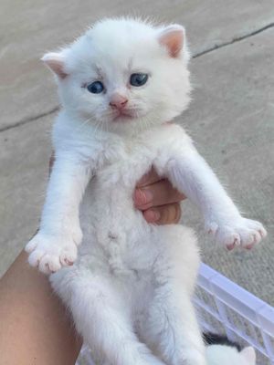 Bầy mèo Anh lông ngắn nhà đẻ