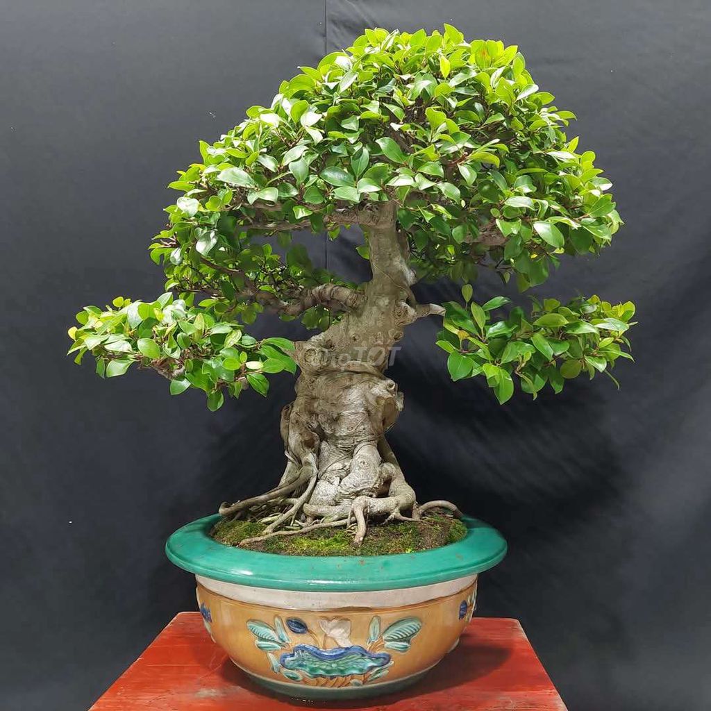 Cây si bonsai cao 72cm