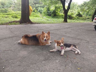 Chó Corgi Cái 5 tháng Vàng trắng đen
