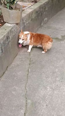 Corgi đực full khăn kẻ