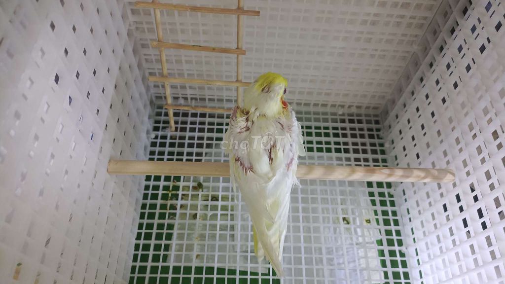 Vẹt Cockatiel. Mua bán Chim tại Quận 1 Tp Hồ Chí Minh được đăng bởi Trần  hình 1