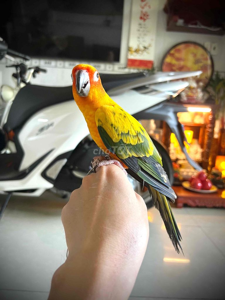 Vẹt Sun Conure. Mua bán Chim tại Huyện Hóc Môn Tp Hồ Chí Minh được đăng bởi Dương Nguyễn hình 1