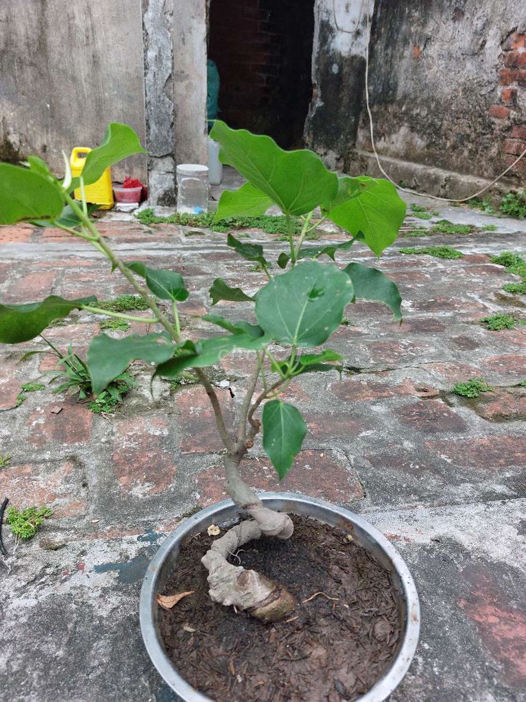 Cây cảnh bonsai Giáng long Cây bồ Xanh lá. Mua bán Cây cảnh, đồ trang trí tại Huyện Đông Hưng Thái Bình được đăng bởi hùng phạm hình 1