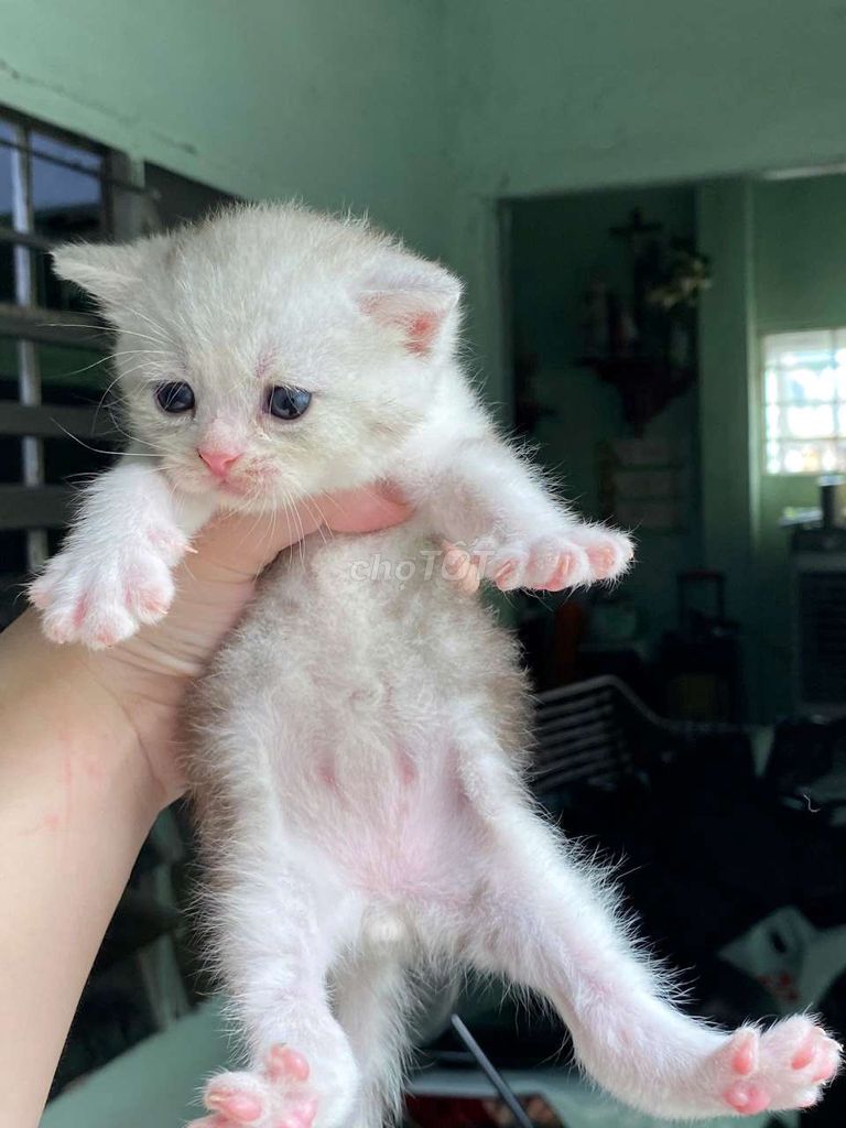 Mèo Anh lông ngắn đực trắng. Mua bán Mèo tại Thành phố Biên Hòa Đồng Nai được đăng bởi hòa nguyễn hình 1
