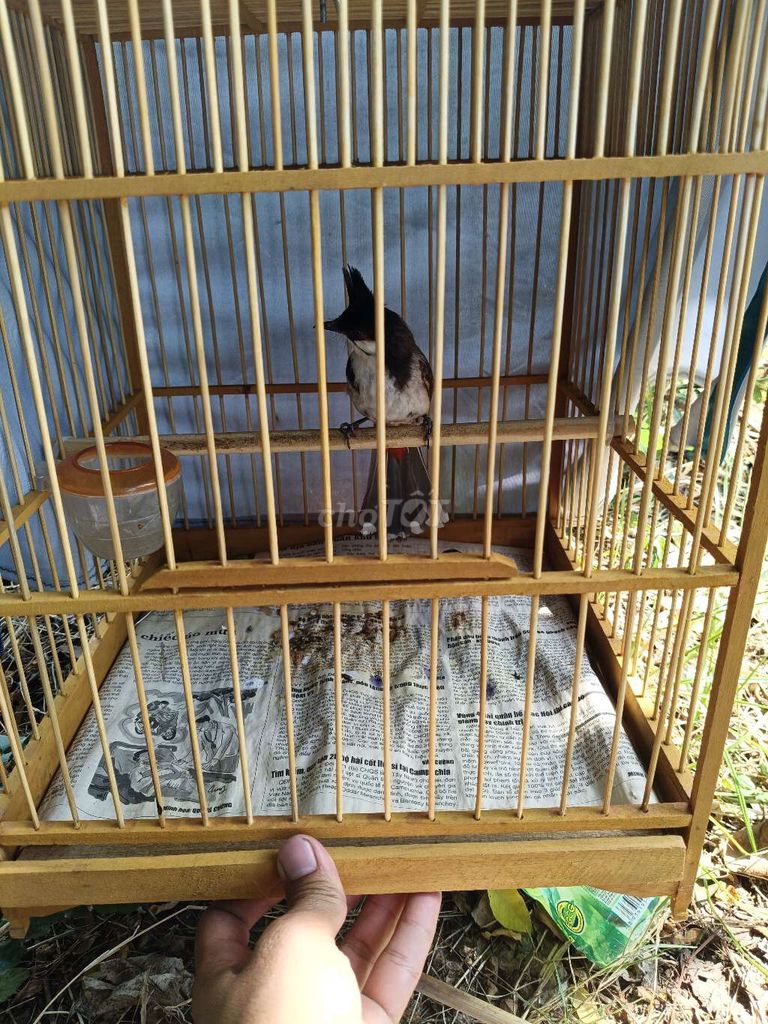 Chim chào mào non đực. Mua bán Chim tại Quận Ngũ Hành Sơn Đà Nẵng được đăng bởi Lý Văn Minh hình 1