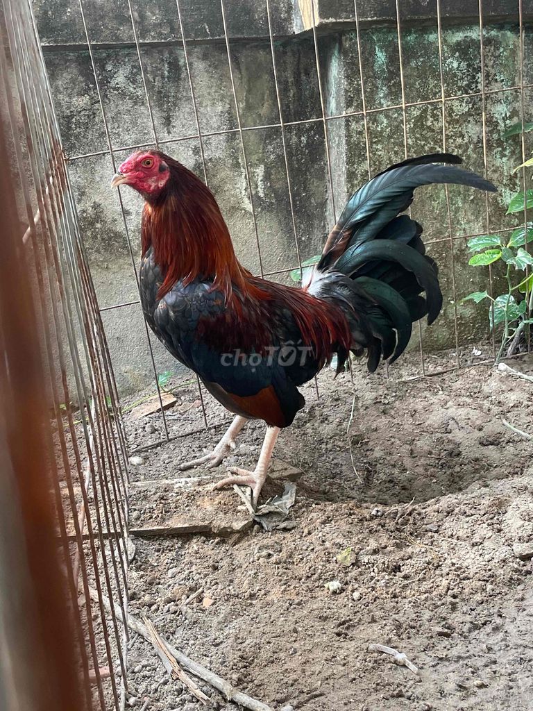 Gà chọi Điều mật 1.4kg Đực. Mua bán Gà tại Huyện Phú Giáo Bình Dương được đăng bởi Doãn Trịnh Linh Tuấn hình 1