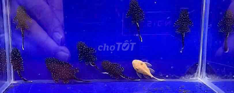 Cá cảnh Pleco những ngôi sao trong đêm