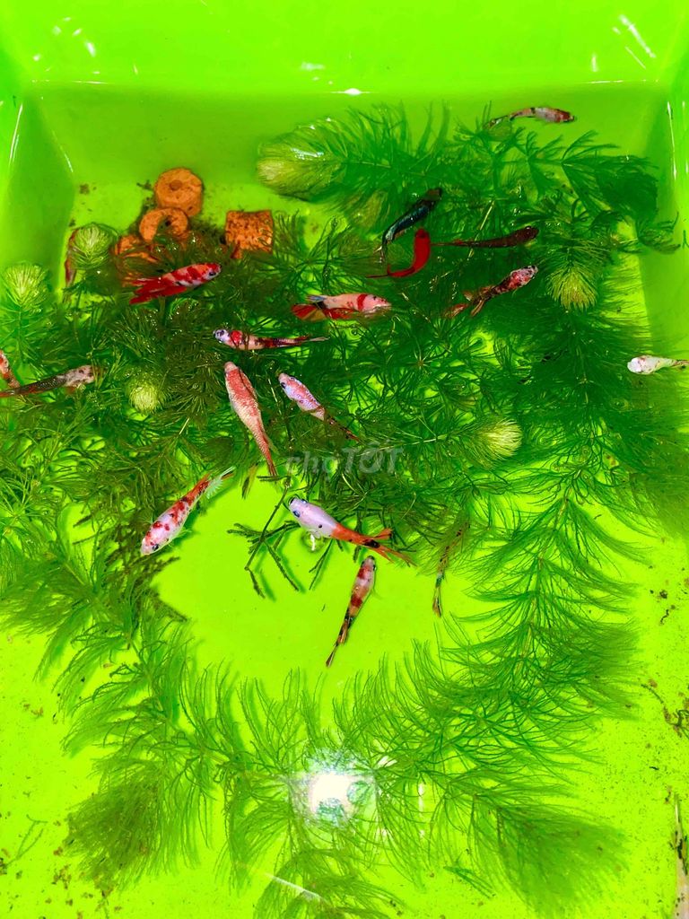 Cá Betta Koi nhiều màu. Mua bán Thú cưng khác tại Huyện Bắc Tân Uyên Bình Dương được đăng bởi Xuân Lê hình 1