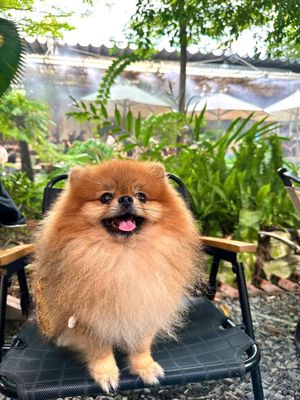 Bé trai phốc sốc 1 tuổi, 1 kg8