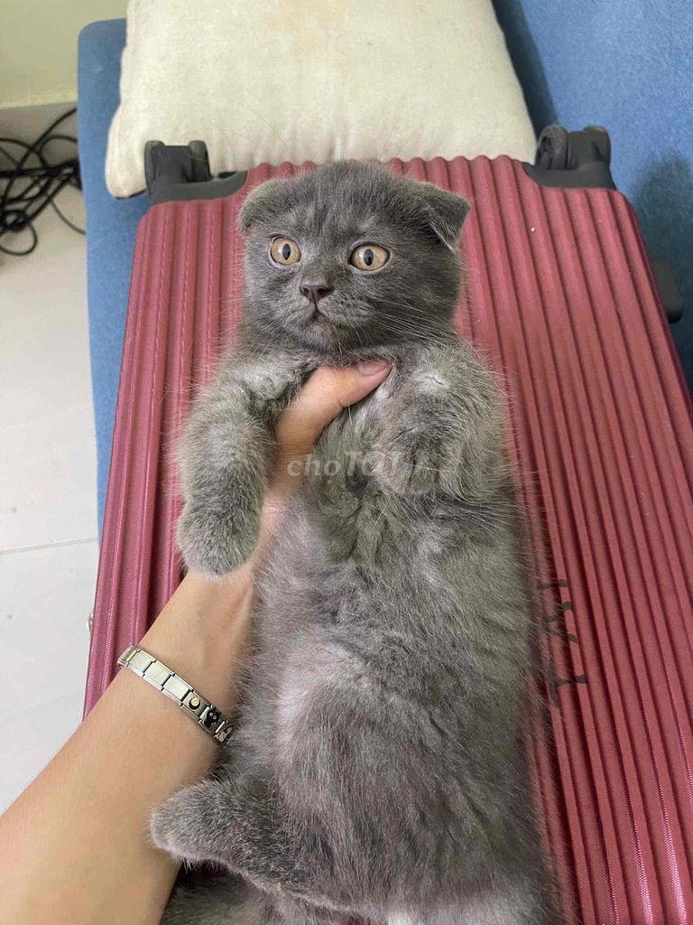 mèo anh dướ 3 tháng tuổi xinh yêu nhà nuôi