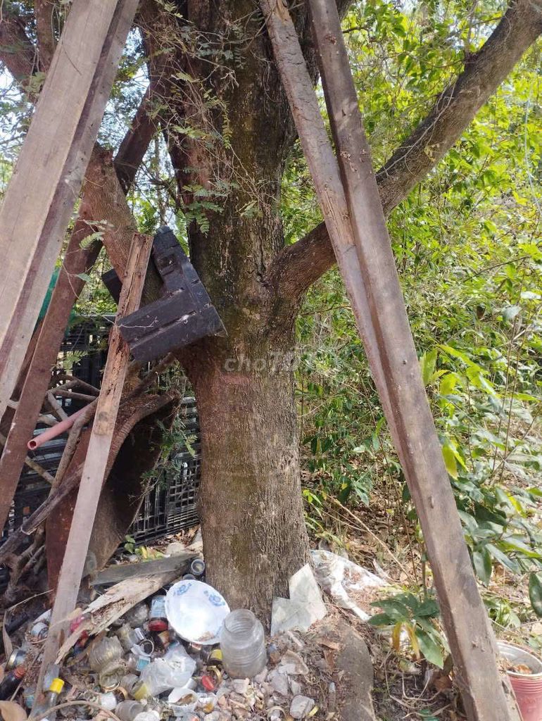 Cây me gốc hoành 1m. Mua bán Cây cảnh, đồ trang trí tại Huyện Thủ Thừa Long An được đăng bởi Cây cảnh công trình  hình 1