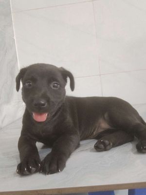 Chó Labrador Đen tuyền giống to rất thông minh 