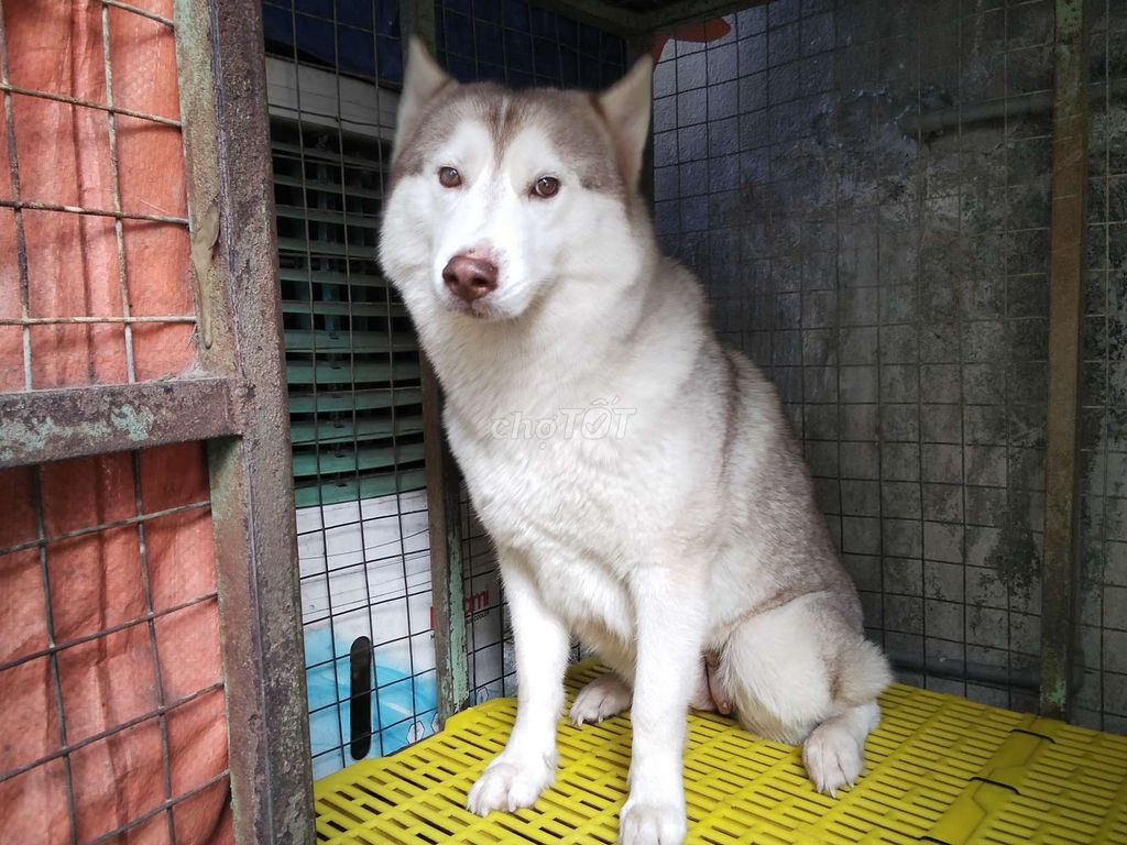 Husky Siberia thuần chủng