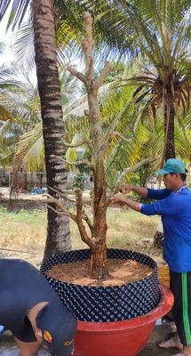Mai vàng trồng trên 25 năm, hoành 52. Mua bán Cây cảnh, đồ trang trí tại Huyện Tân Hồng Đồng Tháp được đăng bởi Mai Vàng nhà trồng