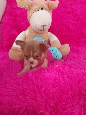 chó Chihuahua lông dài có quà tặng. Mua bán Chó tại Quận 8 Tp Hồ Chí Minh được đăng bởi ZoZo House Chihuahua