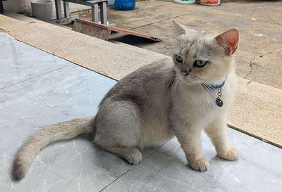 Mèo anh lông ngắn. Mua bán Mèo tại Huyện Hóc Môn Tp Hồ Chí Minh được đăng bởi Nguyen Nguyen