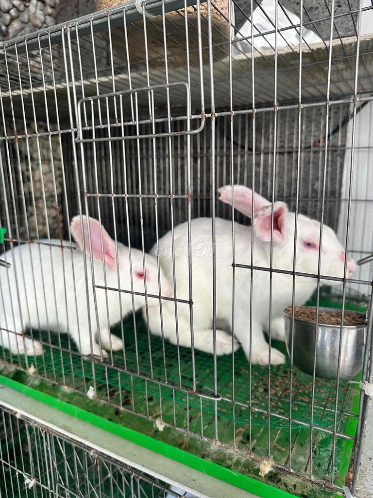 Thỏ cảnh Trắng Nâu vàng. Mua bán Thú cưng khác tại Quận Bình Thạnh Tp Hồ Chí Minh được đăng bởi Luân hình 1