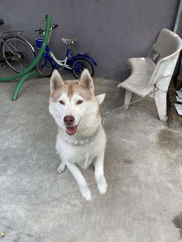 Chó Husky cái đã đẻ 1 lứa. Mua bán Chó tại Thành phố Thủ Đức Tp Hồ Chí Minh được đăng bởi Minh hình 1