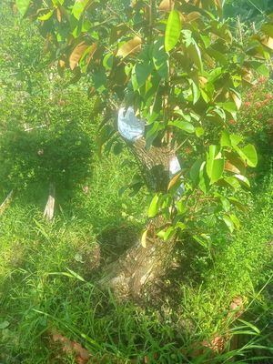 Vú sữa lò rèn. Mua bán Cây cảnh, đồ trang trí tại Huyện Châu Thành Đồng Tháp được đăng bởi  hiền nth