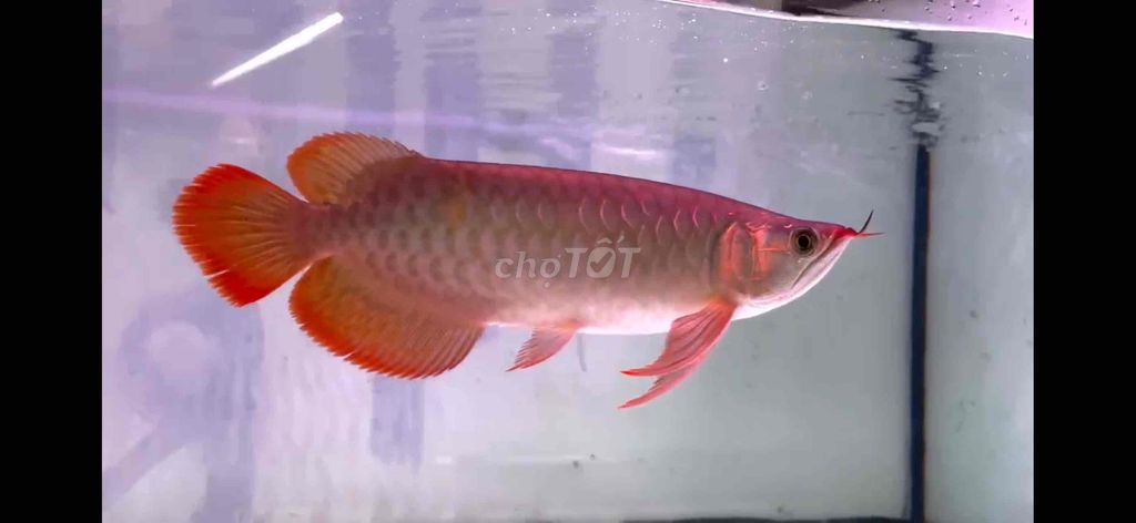Cá Rồng Huyết Long 35cm Đỏ. Mua bán Thú cưng khác tại Huyện Củ Chi Tp Hồ Chí Minh được đăng bởi Arowana  hình 1