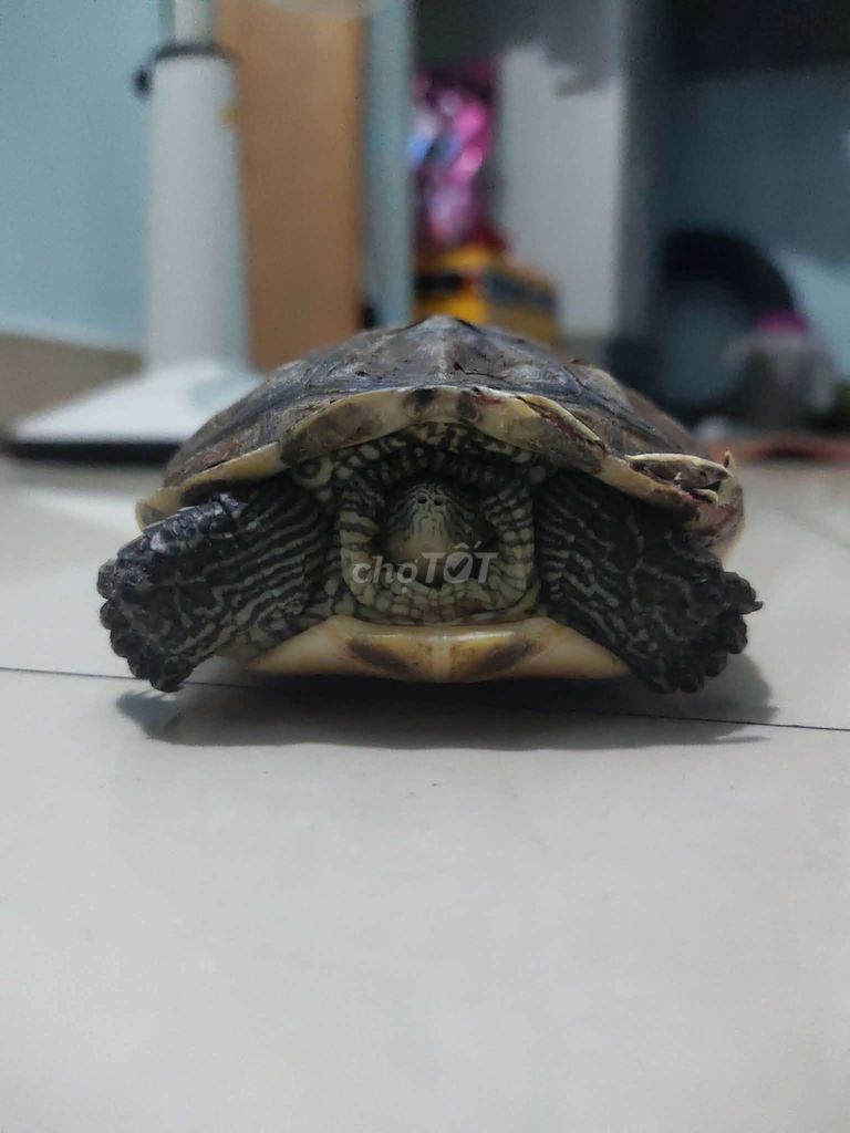 Bán Rùa Nước. Mua bán Thú cưng khác tại Thành phố Dĩ An Bình Dương được đăng bởi Nguyễn Việt Hùng hình 1