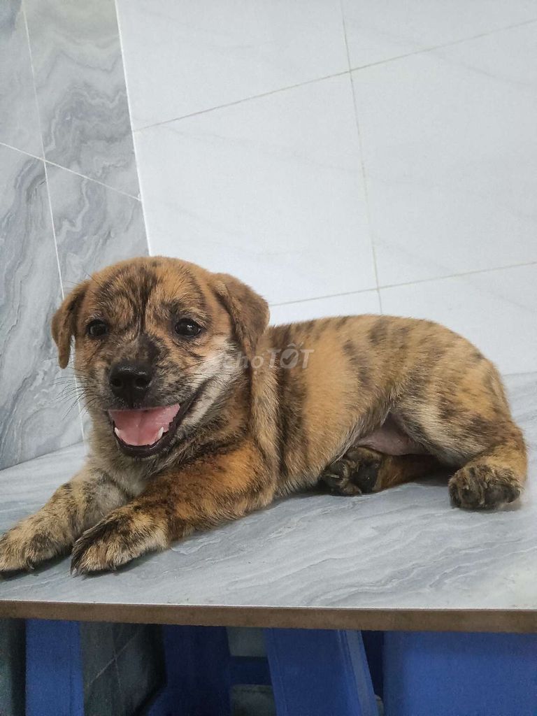 Chó Pitbull F1 đực 1.5 tháng. Mua bán Chó tại Quận 6 Tp Hồ Chí Minh được đăng bởi Tăng Chí Lương  hình 1