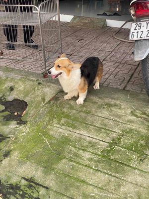 Chó Corgi cái tơ thể khỏe mạnh