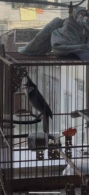 chim thuần đá tay