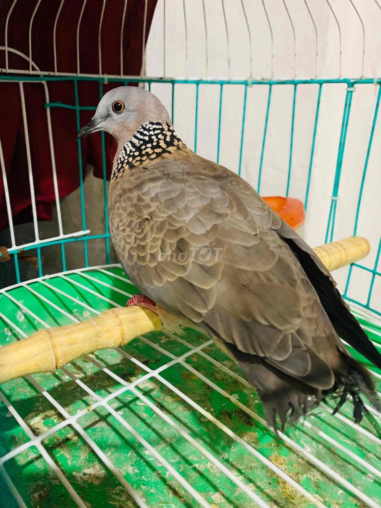 Chim cu gáy mã ngỗng phấn hồng. Mua bán Chim tại Quận Long Biên Hà Nội được đăng bởi Tran Tung Lam hình 1