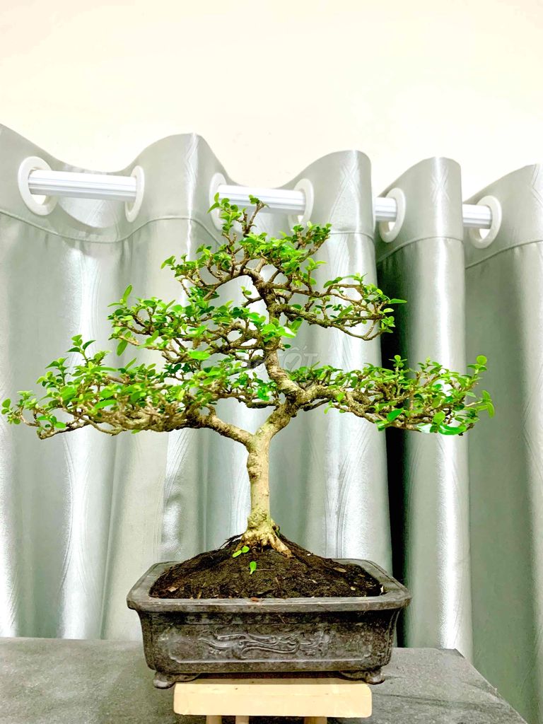 bonsai mini dáng thiên nhiên