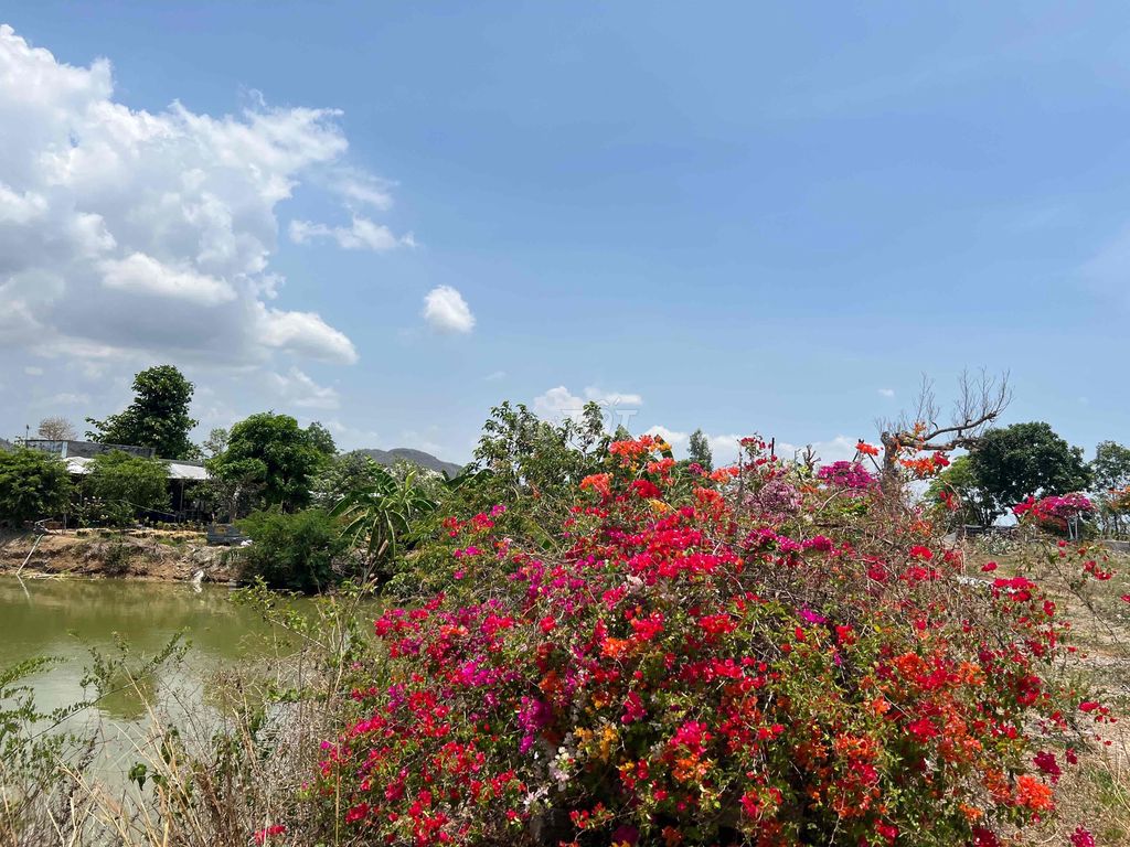 Đất vườn nghỉ dưỡng khu dân cư Hàm Thuận Nam Phan Thiết. Mua bán đất tại Huyện Hàm Thuận Nam Bình Thuận được đăng bởi Nguyễn Anh Sang hình 2