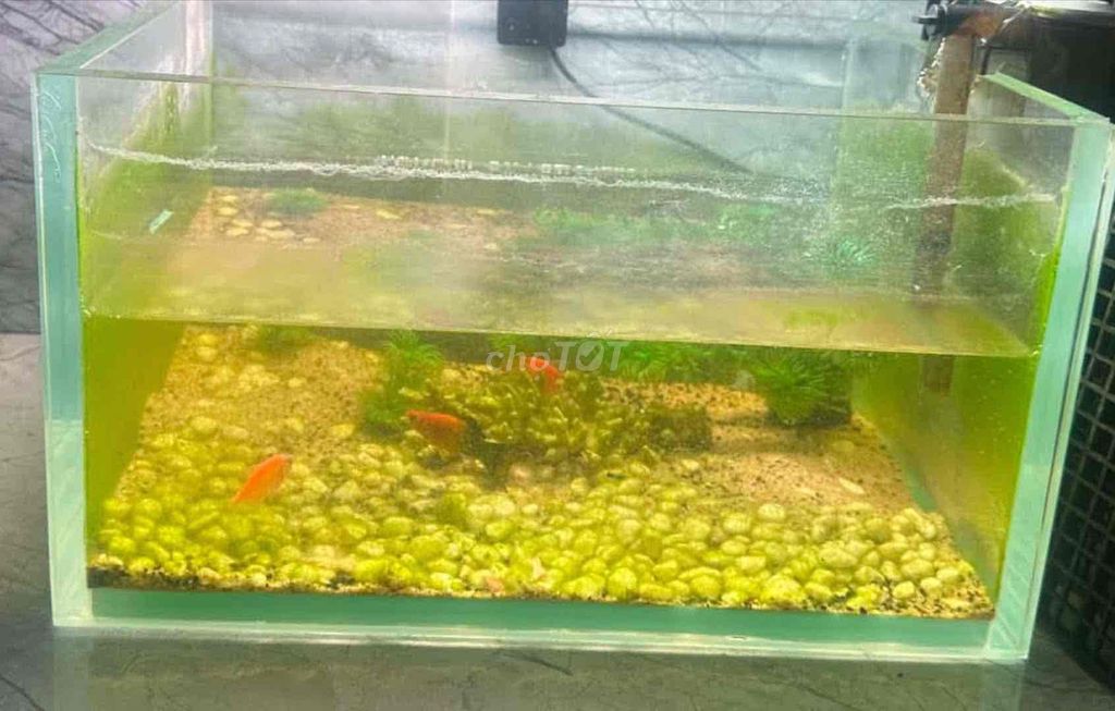 Bể cá cảnh Kính 35x29x20 cm có lọc. Mua bán Phụ kiện, Thức ăn, Dịch vụ tại Thị xã Bến Cát Bình Dương được đăng bởi Bình hình 1