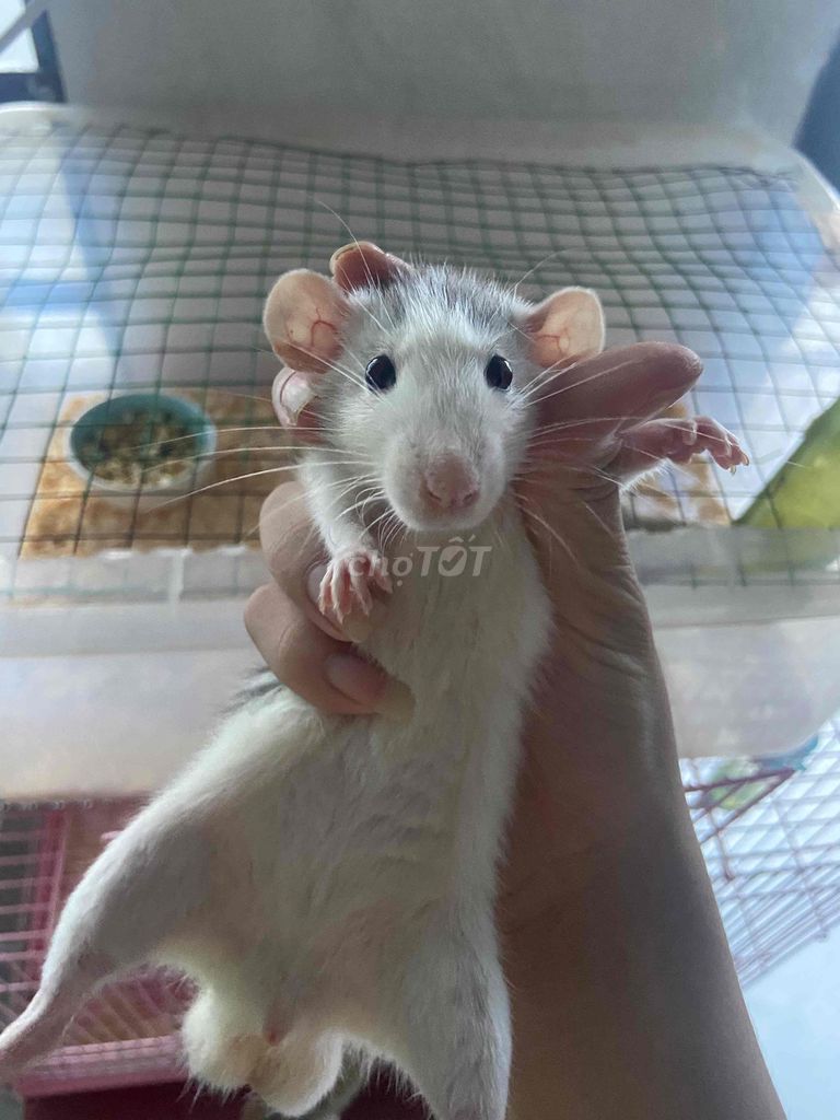 Chuột Dumbo Rat To Khủng (Chỉ gd ở Tphcm). Mua bán Thú cưng khác tại Huyện Hóc Môn Tp Hồ Chí Minh được đăng bởi dat hình 1