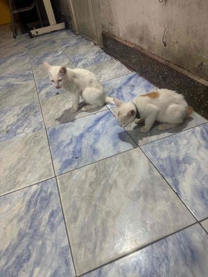 Chó Bug lai nâu hơn 1 tháng